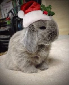 bunny-christmas